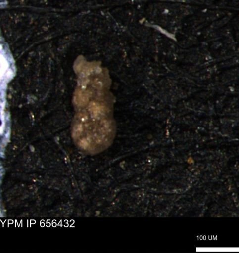 Ammobaculoides phaulus