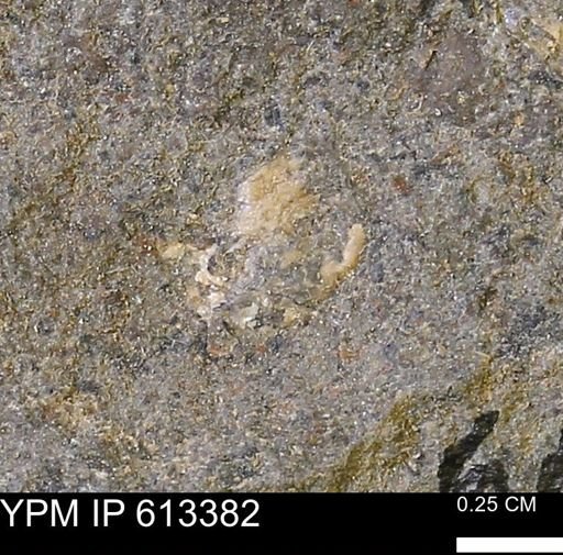 Scaphites sp.