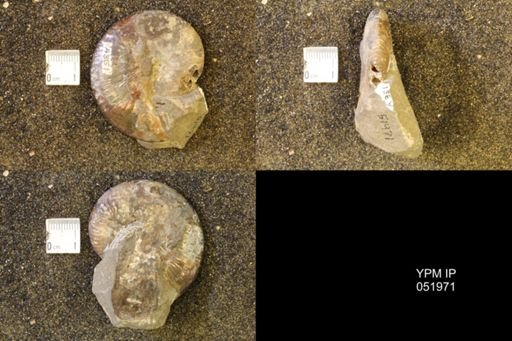 Hoploscaphites comprimus