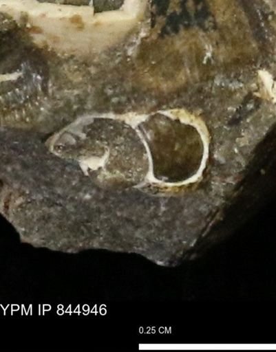 undet. Gastropoda