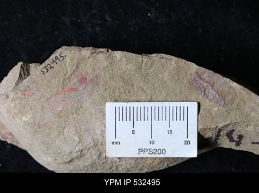 undet. Porifera