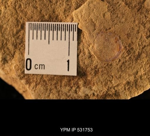 Orbiculoidea sp.
