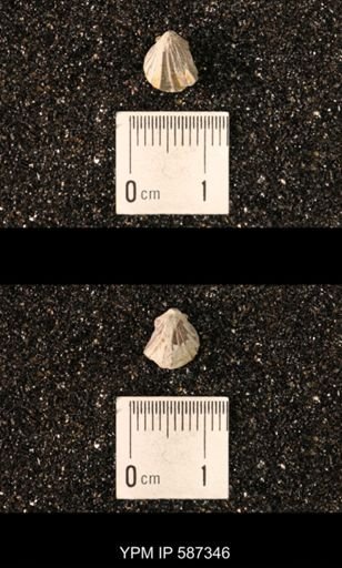 Camarotoechia whitei