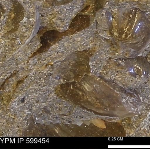 Protocardia subquadrata