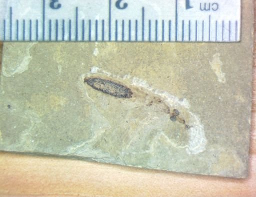undet. Tipulidae