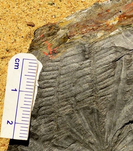 Pecopteris sp.