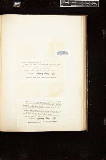 Porphyra nereocystis