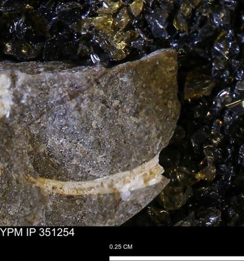 undet. Mollusca