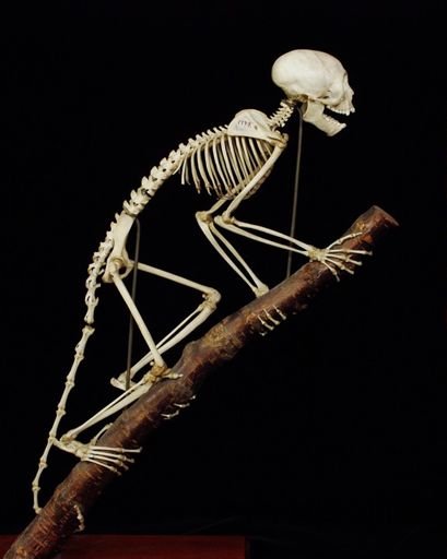 Cebus olivaceus