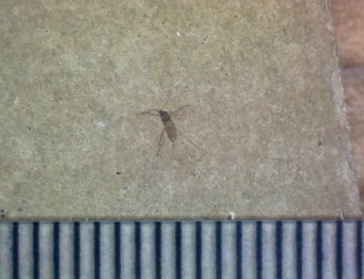 Diptera?