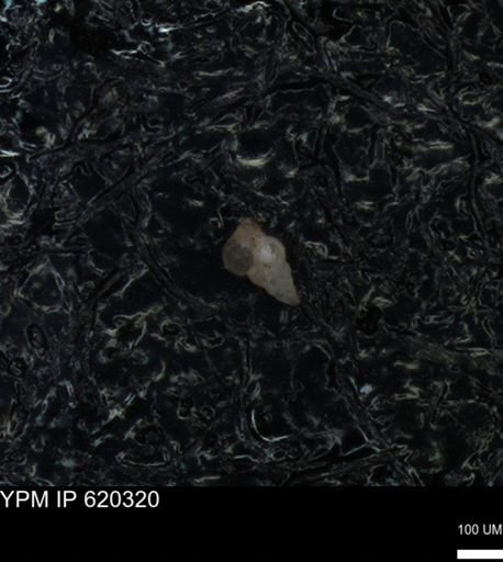 undet. Heterohelicidae