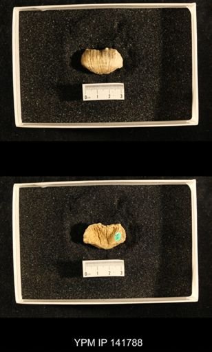 Productus (Dictyoclostus) indicus