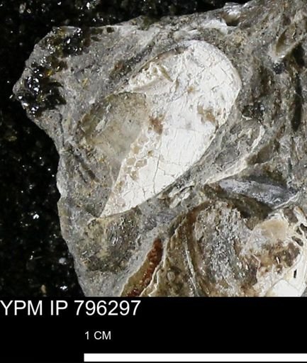 undet. Bivalvia