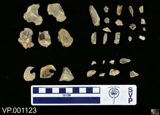 Clidastes pumilus