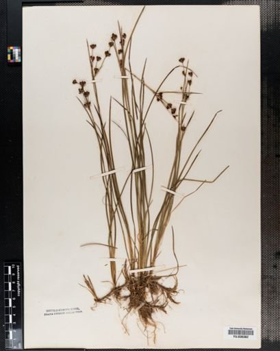 Juncus