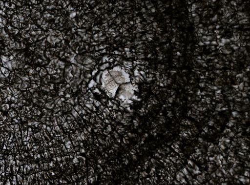 Stylochus ellipticus