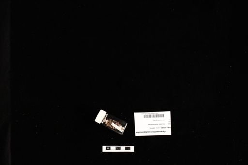 Paramesotriton caudopunctatus