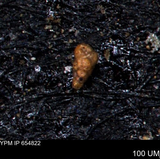 Verneuilinoides kansasensis