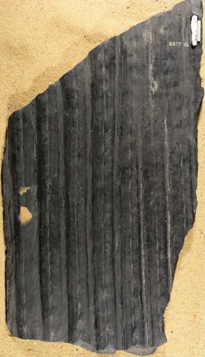 Sigillaria sp.