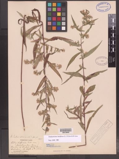 Symphyotrichum lateriflorum