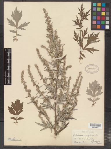 Artemisia vulgaris