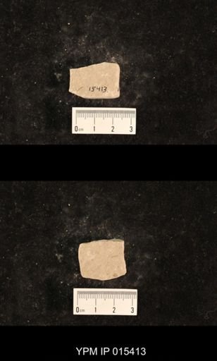 Chelopterum peregrinum