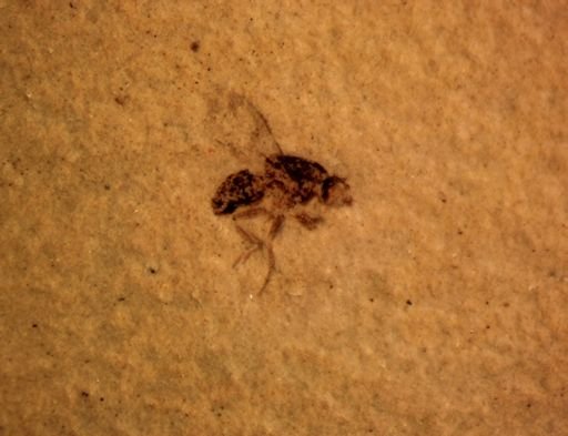 undet. Diptera