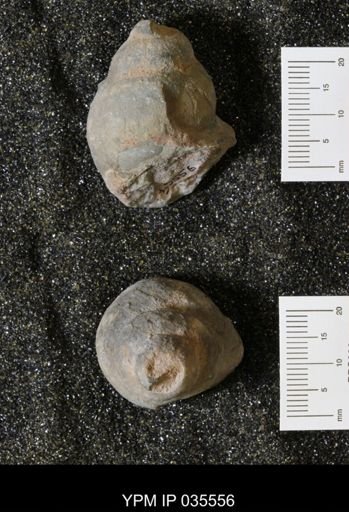 Campeloma harlowtonensis