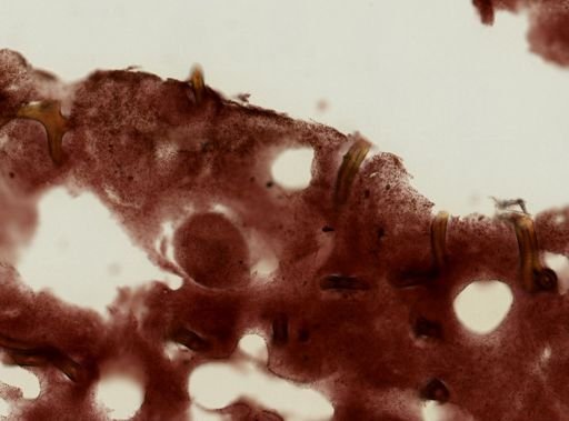 Aplysina fistularis