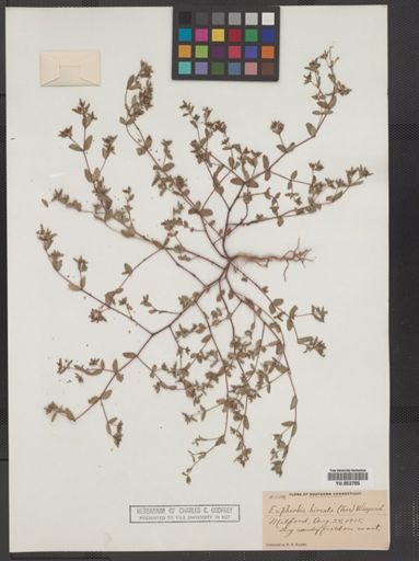 Euphorbia vermiculata