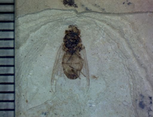 undet. Diptera