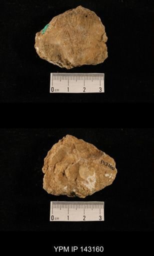 Streptorhynchus capuloides