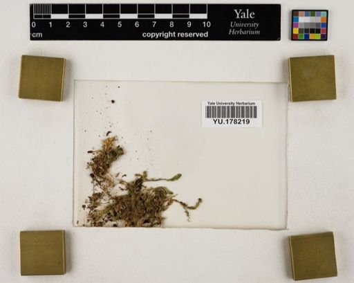 Plantae
