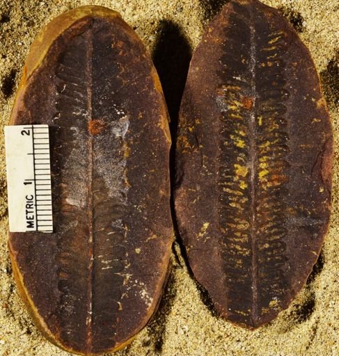 Pecopteris sp.