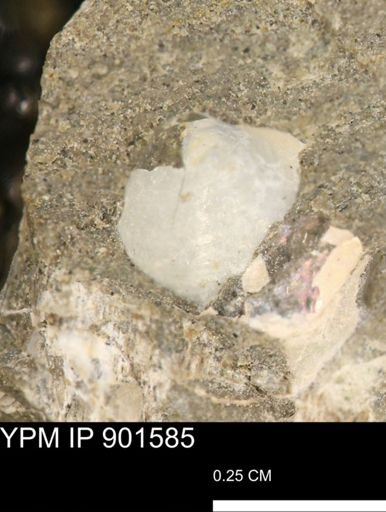 undet. Bivalvia
