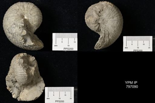 Scaphitidae