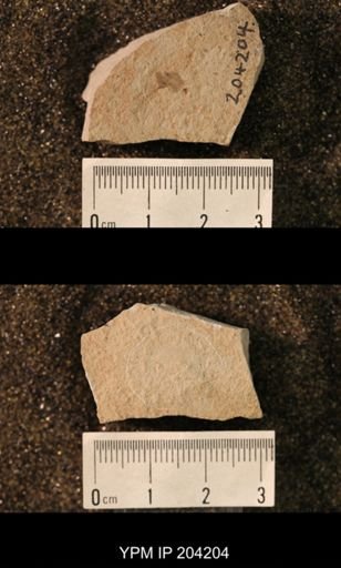 Hexapoda