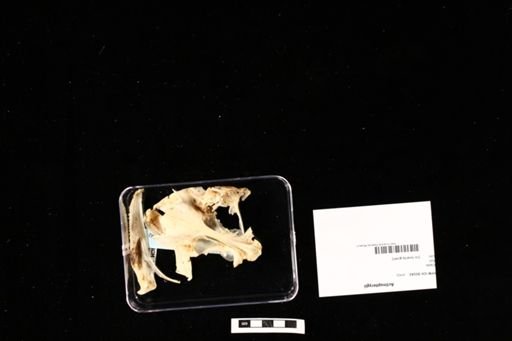 Actinopterygii