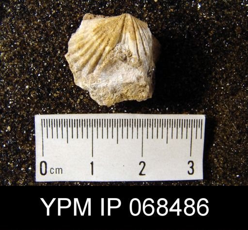 Platystrophia foerstei