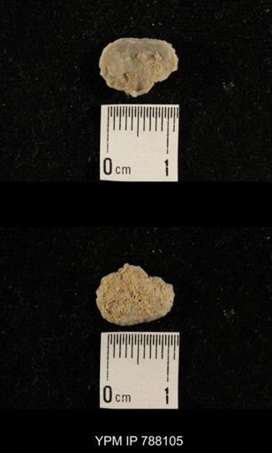 undet. Brachiopoda