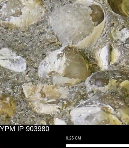 Corbulamella sp.