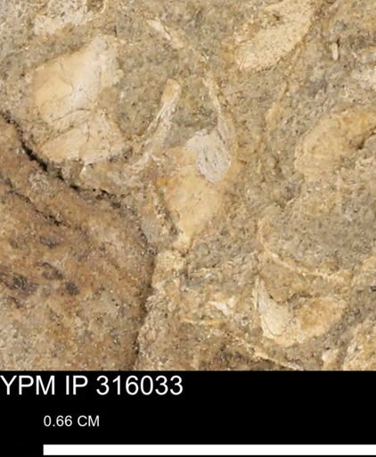 undet. Mollusca