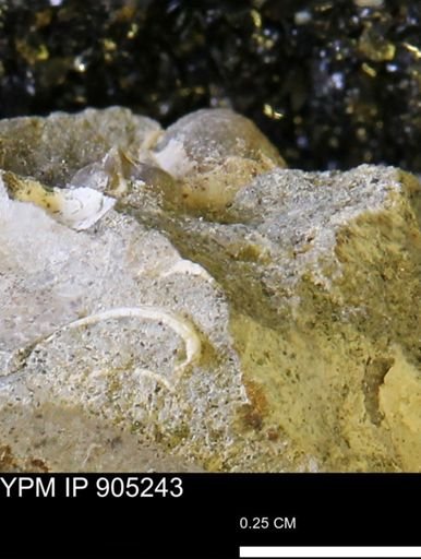 undet. Bivalvia