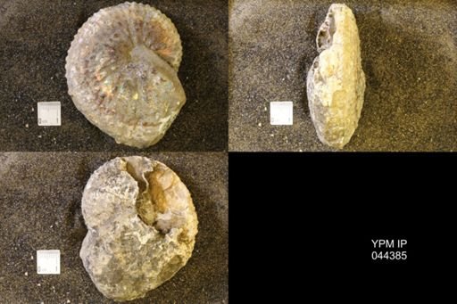 Jeletzkytes nebrascensis