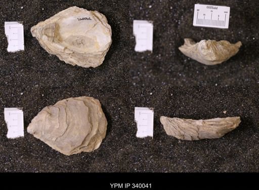 Ostrea glabra wyomingensis