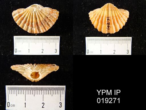 Coptothyris grayi transversa