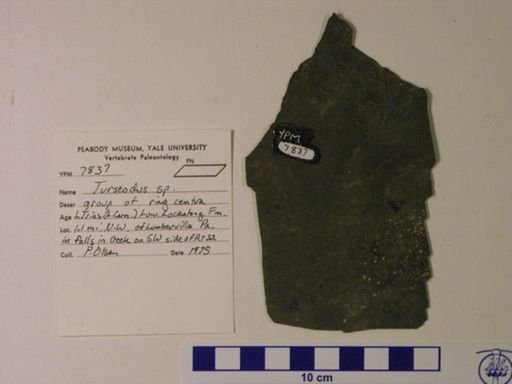 Turseodus sp.