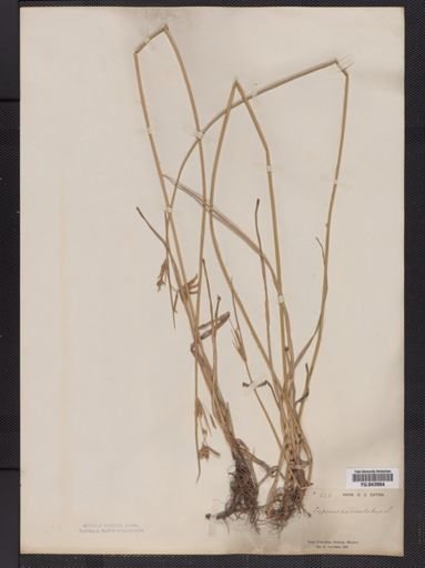 Cyperus