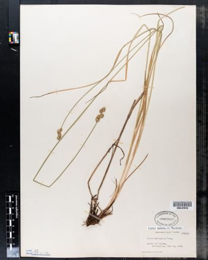 Carex normalis