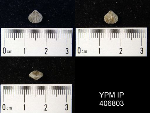 Sphenorhynchia? plicatella